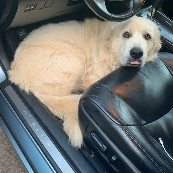 Meet your Posher, Sophia - Picture 2 of 3